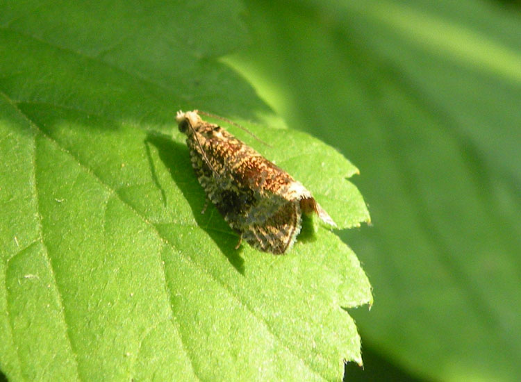Tortricidae: tentativi di identificazione